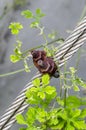 Rusted cable clip lock