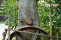 Rusted carriage wheel by a tree