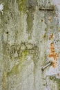 Rusted and corroded metal with chipped white paint and green moss background Royalty Free Stock Photo