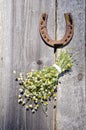 Rusted horseshoe and chamomile bunch on wall