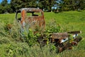 Thistles growing around an old cab of a pickup Royalty Free Stock Photo