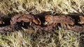 Chain Rust And Grass Royalty Free Stock Photo