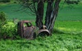 Rusted truck overgrown by vines Royalty Free Stock Photo