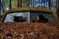 Rusted Vintage Car in the Wilderness