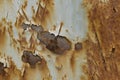 Rusted white painted metal wall. Abstract corroded colorful rusty metal background, texture Royalty Free Stock Photo