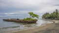 Rusted Wreck on Beach with Plants and Tree Growing on It