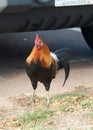 Ruster chicken on hawaian beach Royalty Free Stock Photo