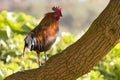 Ruster chicken portrait in Hawaii Royalty Free Stock Photo