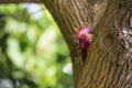 Ruster chicken portrait in Hawaii Royalty Free Stock Photo