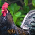 Ruster chicken portrait in Hawaii Royalty Free Stock Photo