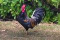 Ruster chicken portrait in Hawaii