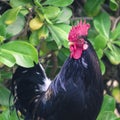 Ruster chicken portrait in Hawaii Royalty Free Stock Photo