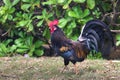 Ruster chicken portrait in Hawaii Royalty Free Stock Photo