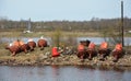 Rustic, abandoned buoys