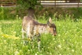 Rustic animal in pasture Royalty Free Stock Photo