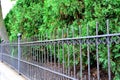 Rustic antique iron fencing and cedar bushes Royalty Free Stock Photo