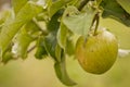 Rustic apple on a tree