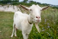 Rustic atmosphere. the face of a white goat with a long beard close-up Royalty Free Stock Photo