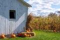 Rustic autumn landscape with white barn and pumpkins Royalty Free Stock Photo