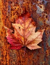 Rustic Autumn Still Life - Maple Leaf on Rust Royalty Free Stock Photo