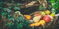 A rustic autumn still life with pumpkins and golden leaves on a wooden surface in garden. Royalty Free Stock Photo