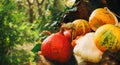 A rustic autumn still life with pumpkins and golden leaves on a wooden surface in garden. Royalty Free Stock Photo