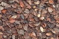 Rustic Autumnal Carpet of Fallen Foliage, Textured Surface, and Forest Floor Backdrop in Nature Royalty Free Stock Photo