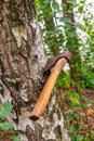 Rustic axe embedded in a birch tree in a forest setting Royalty Free Stock Photo