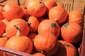 Rustic background of harvest giant pumpkins