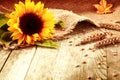 Rustic background with a sunflower and wheat Royalty Free Stock Photo
