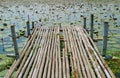 Rustic Bamboo Dock on the Lotus Pond in the Central Part of Thailand