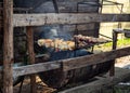 Barbecue in rural area being prepared in the backyard. Improvised barbecue preparation using a halved metal drum