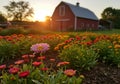 Rustic barn sunset with vibrant wildflowers in bloom Royalty Free Stock Photo