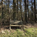 Rustic Bench Spring Walk Impressions