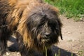 Rustic big shaggy dog overgrown with wool Royalty Free Stock Photo