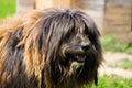 Rustic big shaggy dog overgrown with wool Royalty Free Stock Photo