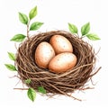 Rustic Bird Nest with Brown Eggs and Green Leaves on White Background Royalty Free Stock Photo