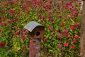 Rustic birdhouse in a garden field with a red color of zinnia flower bloom