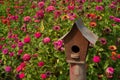 Rustic birdhouse in a garden field with a red color of zinnia flower bloom