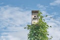 Rustic birdhouse on a stick entwined with ivy liana against the backdrop of a beautiful sky