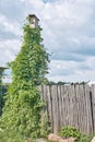 Rustic birdhouse on a stick entwined with ivy liana against the backdrop of a beautiful sky