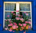 Blue window of typical austrian farmhouse decorated with geranium flowers Royalty Free Stock Photo