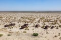 Rustic boats on a ship graveyards on a desert around Moynaq, Muynak or Moynoq - Aral sea or Aral lake - Uzbekistan in Central Asia Royalty Free Stock Photo