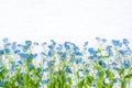 Rustic Border of blue forget-me-not flowers on white background Royalty Free Stock Photo