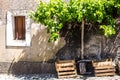 Rustic building with grape vines, Portugal
