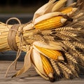 A rustic bundle of yellow corn cobs (Zea mays) and wheat stalks (Triticum spp Royalty Free Stock Photo