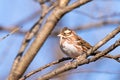 Rustic bunting perched and singing on a branch Royalty Free Stock Photo
