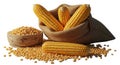 Harvest abundance ripe corn cobs and kernels spill from a burlap sack isolated on white background Royalty Free Stock Photo
