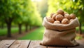 Rustic burlap sack with unshelled walnuts in a serene green orchard setting Royalty Free Stock Photo