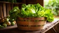 Rustic bushel with crisp lettuce